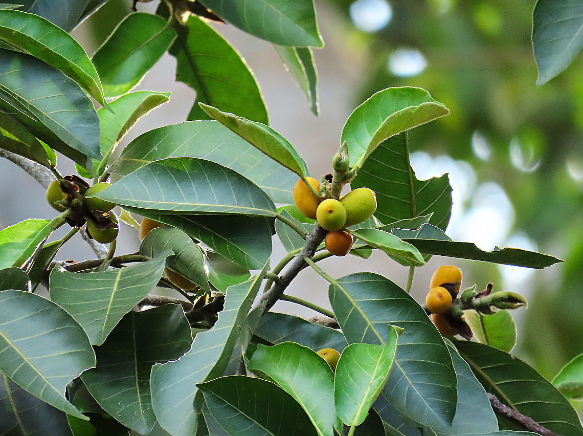 Brown-Woolly Fig Fruiting A large Brown-Woolly Fig tree on an island at about 15m tall. We were lucky to arrive just in time to see it fruiting. However, most of the fruits are still unripe and has not fallen yet. Fruits turn red when ripe.<br />
<br />
Figs are unique as their flowers are grown internally inside the fruits so they need specialized pollinating fig wasps to enter the fruits to pollinate its inner flowers. Borneo have around 150 native fig species and I have already documented around one third of it during the 1StopBorneo Wildlife expeditions.<br />
<br />
 Ficus drupacea,Ficus drupecea,Geotagged,Malaysia,Summer