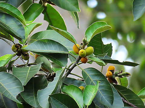 Brown-Woolly Fig Fruiting A large Brown-Woolly Fig tree on an island at about 15m tall. We were lucky to arrive just in time to see it fruiting. However, most of the fruits are still unripe and has not fallen yet. Fruits turn red when ripe.

Figs are unique as their flowers are grown internally inside the fruits so they need specialized pollinating fig wasps to enter the fruits to pollinate its inner flowers. Borneo have around 150 native fig species and I have already documented around one third of it during the 1StopBorneo Wildlife expeditions.

 Ficus drupacea,Ficus drupecea,Geotagged,Malaysia,Summer