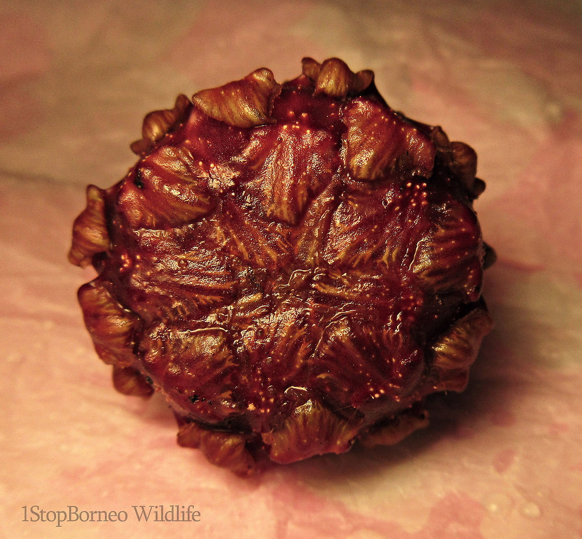 Malay Earth Fig A very unique fig species, instead of growing on trees, it grows on long stalks that reaches the ground. That is why it is called an earth fig as you can find the fruits usually low on the tree to be eaten and dispersed by non-climbing ground animals. The fruit shape is also unusual with large bended bracts. The fruit sas a sweet smell when opened.<br />
<br />
There are 10 Earth Fig species in Borneo out of the over 150 native fig species.  Ficus malayana,Geotagged,Malayan Earth Fig,Malaysia,Spring