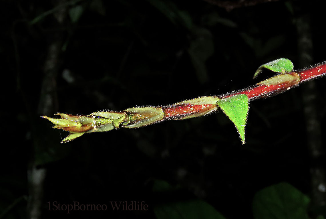 Malay Earth Fig shoot A very unique fig species, instead of growing on trees, it grows on long stalks that reaches the ground. That is why it is called an earth fig as you can find the fruits usually low on the tree to be eaten and dispersed by non-climbing ground animals. The fruit shape is also unusual with large bended bracts. The fruit sas a sweet smell when opened.<br />
<br />
There are 10 Earth Fig species in Borneo out of the over 150 native fig species. Ficus malayana,Geotagged,Malayan Earth Fig,Malaysia,Spring