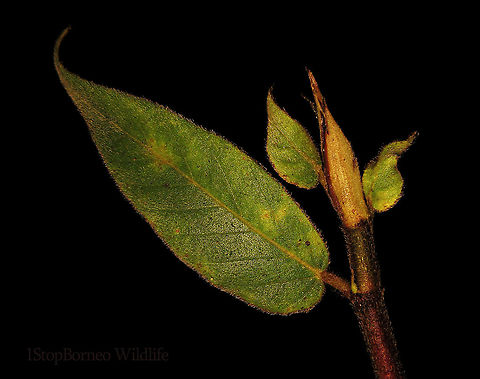 Malay Earth Fig young leaf                                A very unique fig species, instead of growing on trees, it grows on long stalks that reaches the ground. That is why it is called an earth fig as you can find the fruits usually low on the tree to be eaten and dispersed by non-climbing ground animals. The fruit shape is also unusual with large bended bracts. The fruit sas a sweet smell when opened.

There are 10 Earth Fig species in Borneo out of the over 150 native fig species. Ficus malayana,Geotagged,Malayan Earth Fig,Malaysia,Spring