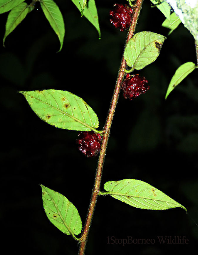 Malay Earth Fig fruiting stalk A very unique fig species, instead of growing on trees, it grows on long stalks that reaches the ground. That is why it is called an earth fig as you can find the fruits usually low on the tree to be eaten and dispersed by non-climbing ground animals. The fruit shape is also unusual with large bended bracts. The fruit sas a sweet smell when opened.<br />
<br />
There are 10 Earth Fig species in Borneo out of the over 150 native fig species. Ficus malayana,Geotagged,Malayan Earth Fig,Malaysia,Spring