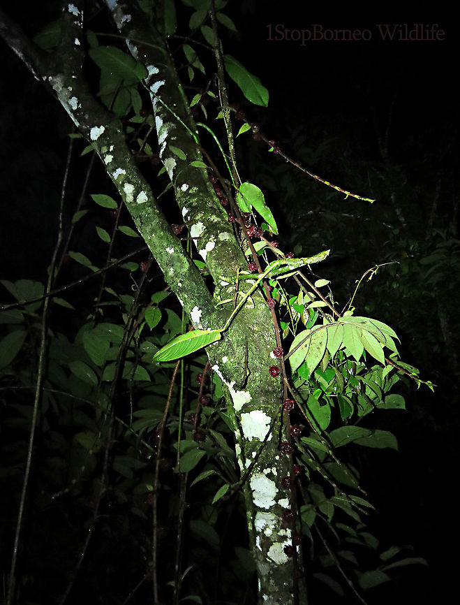 Malay Earth Fig tree A very unique fig species, instead of growing on trees, it grows on long stalks that reaches the ground. That is why it is called an earth fig as you can find the fruits usually low on the tree to be eaten and dispersed by non-climbing ground animals. The fruit shape is also unusual with large bended bracts. The fruit sas a sweet smell when opened.<br />
<br />
There are 10 Earth Fig species in Borneo out of the over 150 native fig species. Ficus malayana,Geotagged,Malayan Earth Fig,Malaysia,Spring