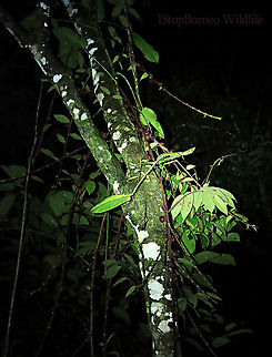 Malay Earth Fig tree A very unique fig species, instead of growing on trees, it grows on long stalks that reaches the ground. That is why it is called an earth fig as you can find the fruits usually low on the tree to be eaten and dispersed by non-climbing ground animals. The fruit shape is also unusual with large bended bracts. The fruit sas a sweet smell when opened.

There are 10 Earth Fig species in Borneo out of the over 150 native fig species. Ficus malayana,Geotagged,Malayan Earth Fig,Malaysia,Spring
