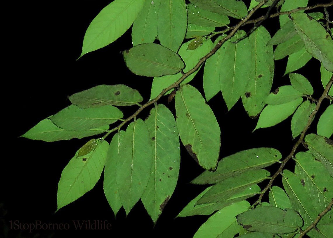 Malay Earth Fig leaves A very unique fig species, instead of growing on trees, it grows on long stalks that reaches the ground. That is why it is called an earth fig as you can find the fruits usually low on the tree to be eaten and dispersed by non-climbing ground animals. The fruit shape is also unusual with large bended bracts. The fruit sas a sweet smell when opened.<br />
<br />
There are 10 Earth Fig species in Borneo out of the over 150 native fig species. Ficus malayana,Geotagged,Malayan Earth Fig,Malaysia,Spring