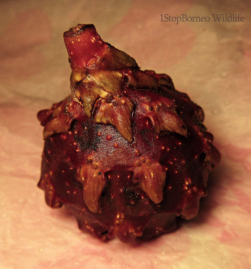 Malay Earth Fig fruit                                A very unique fig species, instead of growing on trees, it grows on long stalks that reaches the ground. That is why it is called an earth fig as you can find the fruits usually low on the tree to be eaten and dispersed by non-climbing ground animals. The fruit shape is also unusual with large bended bracts. The fruit sas a sweet smell when opened.<br />
<br />
There are 10 Earth Fig species in Borneo out of the over 150 native fig species. Ficus malayana,Geotagged,Malayan Earth Fig,Malaysia,Spring