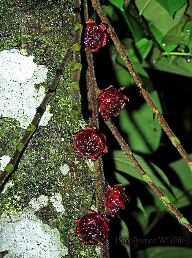 Malay Earth Fig fruiting A very unique fig species, instead of growing on trees, it grows on long stalks that reaches the ground. That is why it is called an earth fig as you can find the fruits usually low on the tree to be eaten and dispersed by non-climbing ground animals. The fruit shape is also unusual with large bended bracts. The fruit sas a sweet smell when opened.<br />
<br />
There are 10 Earth Fig species in Borneo out of the over 150 native fig species. Ficus malayana,Geotagged,Malayan Earth Fig,Malaysia,Spring