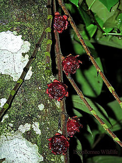 Malay Earth Fig fruiting A very unique fig species, instead of growing on trees, it grows on long stalks that reaches the ground. That is why it is called an earth fig as you can find the fruits usually low on the tree to be eaten and dispersed by non-climbing ground animals. The fruit shape is also unusual with large bended bracts. The fruit sas a sweet smell when opened.

There are 10 Earth Fig species in Borneo out of the over 150 native fig species. Ficus malayana,Geotagged,Malayan Earth Fig,Malaysia,Spring