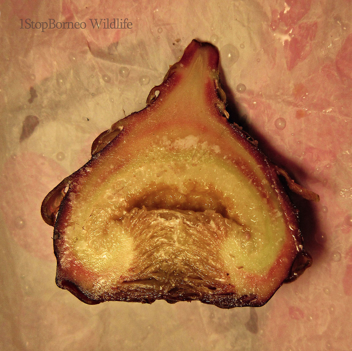 Malay Earth Fig fruit cross section A very unique fig species, instead of growing on trees, it grows on long stalks that reaches the ground. That is why it is called an earth fig as you can find the fruits usually low on the tree to be eaten and dispersed by non-climbing ground animals. The fruit shape is also unusual with large bended bracts. The fruit sas a sweet smell when opened.<br />
<br />
There are 10 Earth Fig species in Borneo out of the over 150 native fig species. Ficus malayana,Geotagged,Malayan Earth Fig,Malaysia,Spring