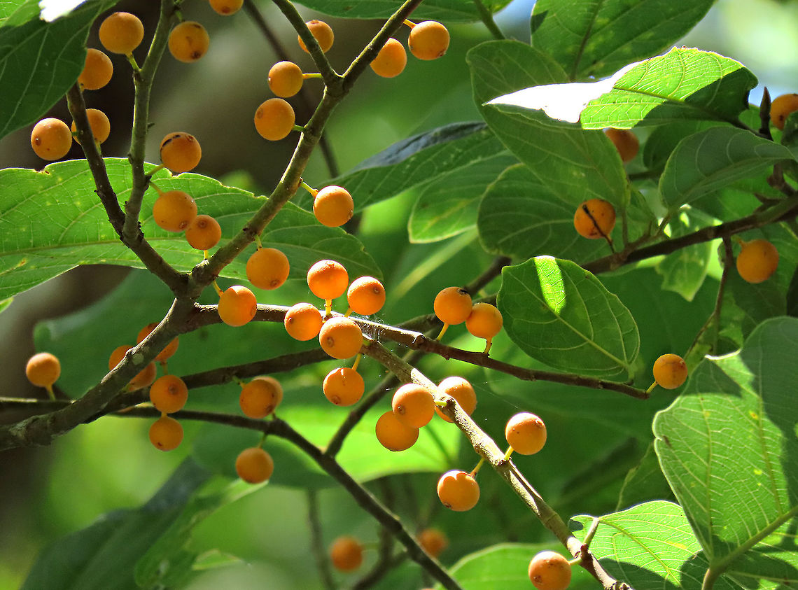 Melinocarpa Fig About 7m tall fig tree fruiting with lots of small orange-colored fruits. Fruits are still young as they are not falling yet. Leaf has 4 - 10 side veins and seem firm. A widespread species in Southeast Asia but rare in Borneo. Glad to spot find this species in Borneo. <br />
<br />
Figs do not display observable flowers as the flowers uniquely grow inside the fruits and are only visible when cut open. Hence they need fig wasps to enter and pollinate the inner flowers in the fruit through the ostiole opening which looks like a little hole at the bottom of the fruit. Borneo has around 150 native fig species and I have documented one third of it with 1StopBorneo Wildlife expeditions.<br />
<br />
 Ficus melinocarpa,Ficus septica,Geotagged,Malaysia,Spring,ficus septica
