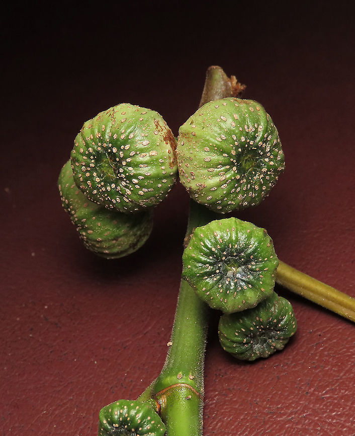 Septic Figs A common species of fig across Asia. It is called "septic" for its poisonous and corrosive latex which protects it from most herbivores.  Fruits remain green when ripe. Fruits are mostly eaten and dispersed by fruit bats.<br />
<br />
Borneo has around 150 native fig species and I have documented one third of it with 1StopBorneo Wildlife expeditions. I enjoy documenting figs as they are unique. Their flowers grow inside the fruits and can only be pollinated by specialized fig wasps which enters and breed inside the fruits.  Ficus septica,Geotagged,Malaysia,Summer,ficus septica