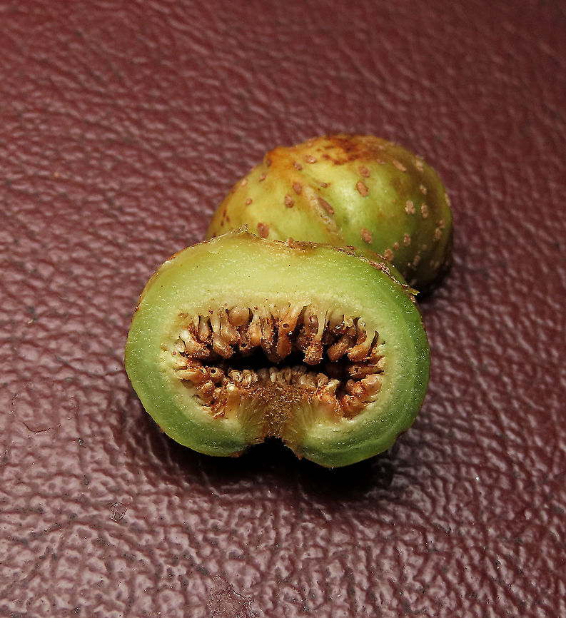 Septic Fig male flowers Male flowers exposed inside the fruit. This species is common across Asia. It is called &quot;septic&quot; for its poisonous and corrosive latex which protects it from most herbivores. Fruits remain green when ripe. Fruits are mostly eaten and dispersed by fruit bats.<br />
<br />
Borneo has around 150 native fig species and I have documented one third of it with 1StopBorneo Wildlife expeditions. I enjoy documenting figs as they are unique. Their flowers grow inside the fruits and can only be pollinated by specialized fig wasps which enters and breed inside the fruits. Ficus septica,Geotagged,Malaysia,Summer,ficus septica