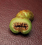 Septic Fig male flowers Male flowers exposed inside the fruit. This species is common across Asia. It is called "septic" for its poisonous and corrosive latex which protects it from most herbivores. Fruits remain green when ripe. Fruits are mostly eaten and dispersed by fruit bats.<br />
<br />
Borneo has around 150 native fig species and I have documented one third of it with 1StopBorneo Wildlife expeditions. I enjoy documenting figs as they are unique. Their flowers grow inside the fruits and can only be pollinated by specialized fig wasps which enters and breed inside the fruits. Ficus septica,Geotagged,Malaysia,Summer,ficus septica