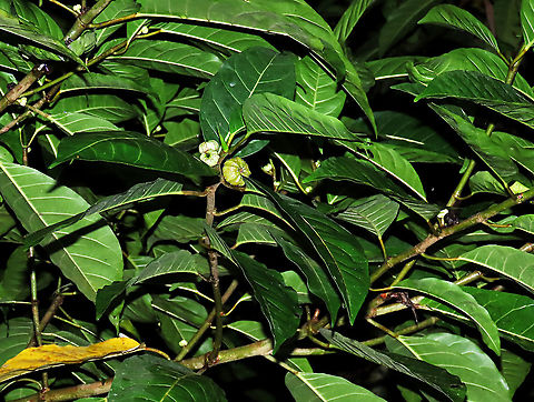 Septic Fig fruiting A common species of fig across Asia. It is called "septic" for its poisonous and corrosive latex which protects it from most herbivores. Fruits remain green when ripe. Fruits are mostly eaten and dispersed by fruit bats.

Borneo has around 150 native fig species and I have documented one third of it with 1StopBorneo Wildlife expeditions. I enjoy documenting figs as they are unique. Their flowers grow inside the fruits and can only be pollinated by specialized fig wasps which enters and breed inside the fruits. Ficus septica,Geotagged,Malaysia,Summer,ficus septica