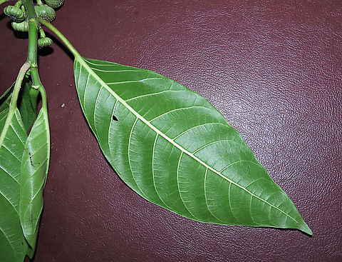 Septic Fig leaf A common species of fig across Asia. It is called "septic" for its poisonous and corrosive latex which protects it from most herbivores. Fruits remain green when ripe. Fruits are mostly eaten and dispersed by fruit bats.

Borneo has around 150 native fig species and I have documented one third of it with 1StopBorneo Wildlife expeditions. I enjoy documenting figs as they are unique. Their flowers grow inside the fruits and can only be pollinated by specialized fig wasps which enters and breed inside the fruits. Ficus septica,Geotagged,Malaysia,Summer,ficus septica