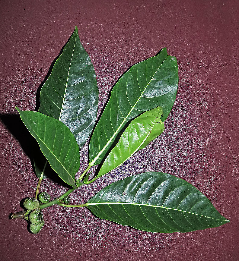 Septic Fig fruits with leaves A common species of fig across Asia. It is called "septic" for its poisonous and corrosive latex which protects it from most herbivores. Fruits remain green when ripe. Fruits are mostly eaten and dispersed by fruit bats.<br />
<br />
Borneo has around 150 native fig species and I have documented one third of it with 1StopBorneo Wildlife expeditions. I enjoy documenting figs as they are unique. Their flowers grow inside the fruits and can only be pollinated by specialized fig wasps which enters and breed inside the fruits. Ficus septica,Geotagged,Malaysia,Summer,ficus septica