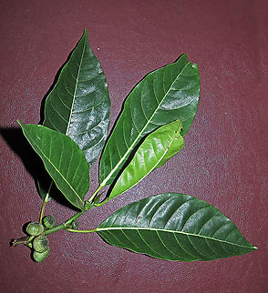 Septic Fig fruits with leaves A common species of fig across Asia. It is called "septic" for its poisonous and corrosive latex which protects it from most herbivores. Fruits remain green when ripe. Fruits are mostly eaten and dispersed by fruit bats.

Borneo has around 150 native fig species and I have documented one third of it with 1StopBorneo Wildlife expeditions. I enjoy documenting figs as they are unique. Their flowers grow inside the fruits and can only be pollinated by specialized fig wasps which enters and breed inside the fruits. Ficus septica,Geotagged,Malaysia,Summer,ficus septica