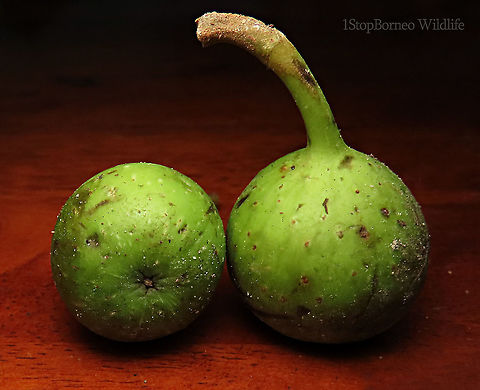 Variegated Fig fruits A variable fig species which is very common in Borneo and across Asia. This species grows into a big tree with buttress roots. Fruits grow in large clusters. This tree has green fruit morph.

Borneo has around 150 native fig species. I enjoy documenting figs as they are unique. Their flowers grow inside the fruits and can only be pollinated by specialized fig wasps which enters and breed inside the fruits. Common Red-stem Fig,Ficus variegata,Geotagged,Malaysia,Spring
