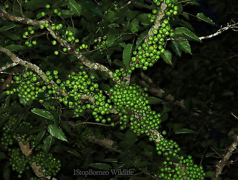 Variegated Fig fruiting A variable fig species which is very common in Borneo and across Asia. This species grows into a big tree with buttress roots. Fruits grow in large clusters. This tree has green fruit morph.

Borneo has around 150 native fig species. I enjoy documenting figs as they are unique. Their flowers grow inside the fruits and can only be pollinated by specialized fig wasps which enters and breed inside the fruits.

 Common Red-stem Fig,Ficus variegata,Geotagged,Malaysia,Spring