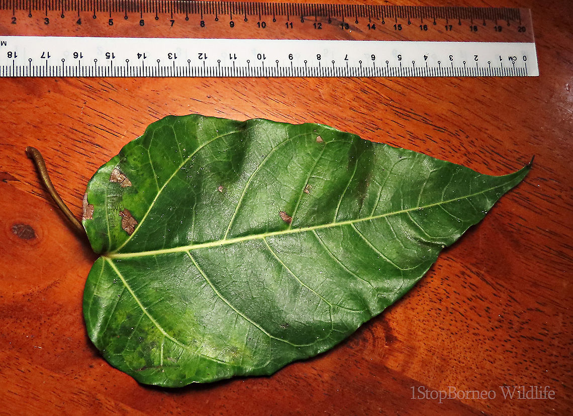 Variegated Fig leaf front A variable fig species which is very common in Borneo and across Asia. Leaves are long hear shaped. This species grows into a big tree with buttress roots. Fruits grow in large clusters. This tree has green fruit morph.<br />
<br />
Borneo has around 150 native fig species. I enjoy documenting figs as they are unique. Their flowers grow inside the fruits and can only be pollinated by specialized fig wasps which enters and breed inside the fruits. Common Red-stem Fig,Ficus variegata,Geotagged,Malaysia,Spring