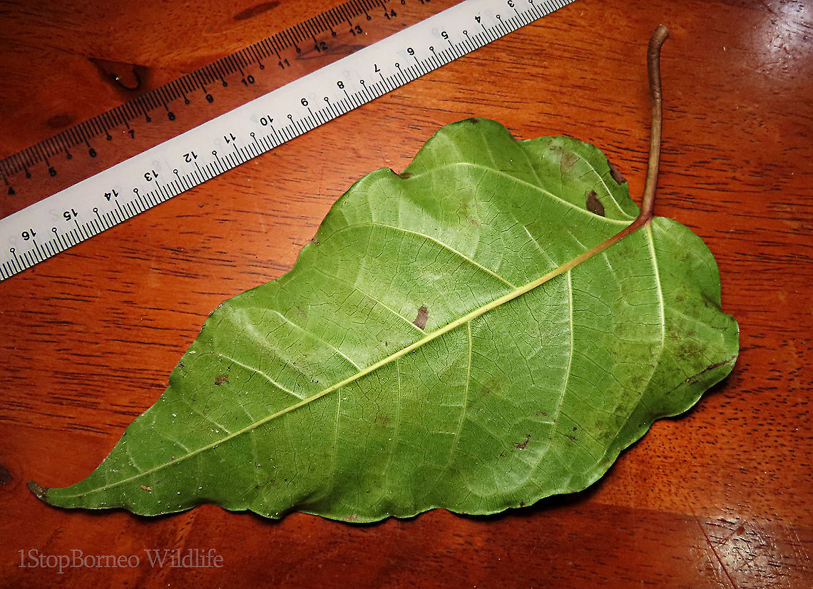 Variegated Fig leaf back A variable fig species which is very common in Borneo and across Asia. Leaves are long hear shaped. This species grows into a big tree with buttress roots. Fruits grow in large clusters. This tree has green fruit morph.<br />
<br />
Borneo has around 150 native fig species. I enjoy documenting figs as they are unique. Their flowers grow inside the fruits and can only be pollinated by specialized fig wasps which enters and breed inside the fruits. Common Red-stem Fig,Ficus variegata,Geotagged,Malaysia,Spring