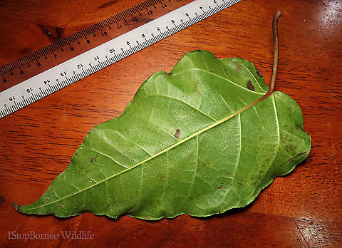Variegated Fig leaf back A variable fig species which is very common in Borneo and across Asia. Leaves are long hear shaped. This species grows into a big tree with buttress roots. Fruits grow in large clusters. This tree has green fruit morph.

Borneo has around 150 native fig species. I enjoy documenting figs as they are unique. Their flowers grow inside the fruits and can only be pollinated by specialized fig wasps which enters and breed inside the fruits. Common Red-stem Fig,Ficus variegata,Geotagged,Malaysia,Spring