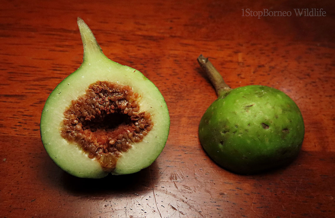 Variegated Fig fruit A variable fig species which is very common in Borneo and across Asia. This species grows into a big tree with buttress roots. Fruits grow in large clusters. This tree has green fruit morph.<br />
<br />
Borneo has around 150 native fig species. I enjoy documenting figs as they are unique. Their flowers grow inside the fruits and can only be pollinated by specialized fig wasps which enters and breed inside the fruits. Ficus variegata,Ficus variegata (plant),Geotagged,Malaysia,Spring