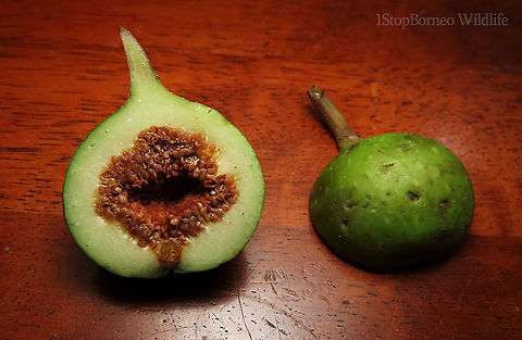 Variegated Fig fruit A variable fig species which is very common in Borneo and across Asia. This species grows into a big tree with buttress roots. Fruits grow in large clusters. This tree has green fruit morph.

Borneo has around 150 native fig species. I enjoy documenting figs as they are unique. Their flowers grow inside the fruits and can only be pollinated by specialized fig wasps which enters and breed inside the fruits. Ficus variegata,Ficus variegata (plant),Geotagged,Malaysia,Spring