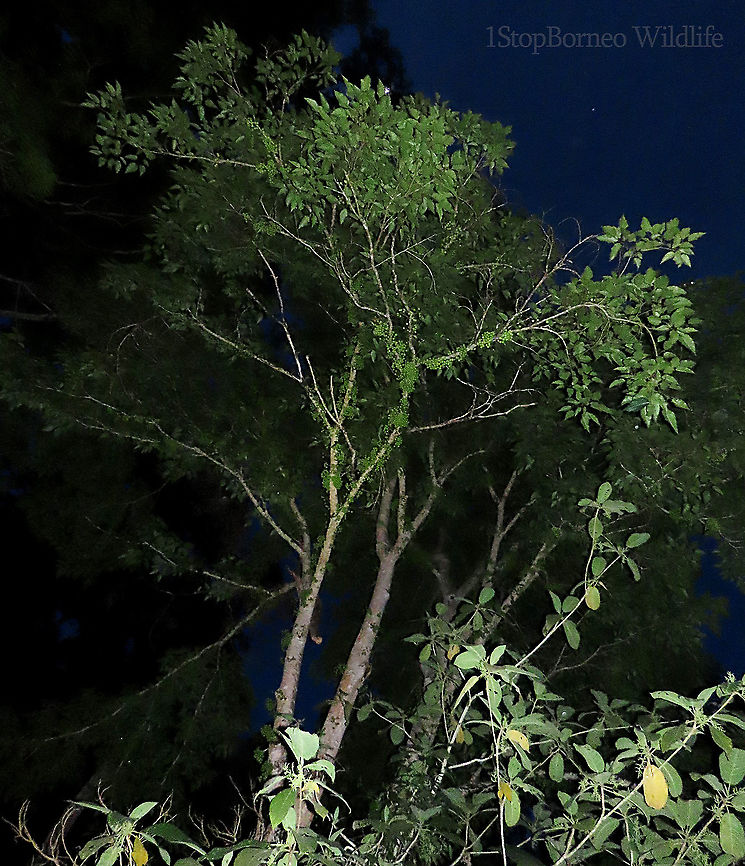 Variegated Fig tree A variable fig species which is very common in Borneo and across Asia. This species grows into a big tree with buttress roots. Fruits grow in large clusters. This tree has green fruit morph.<br />
<br />
Borneo has around 150 native fig species. I enjoy documenting figs as they are unique. Their flowers grow inside the fruits and can only be pollinated by specialized fig wasps which enters and breed inside the fruits. Ficus variegata,Ficus variegata (plant),Geotagged,Malaysia,Spring