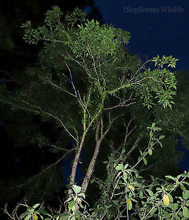 Variegated Fig tree A variable fig species which is very common in Borneo and across Asia. This species grows into a big tree with buttress roots. Fruits grow in large clusters. This tree has green fruit morph.

Borneo has around 150 native fig species. I enjoy documenting figs as they are unique. Their flowers grow inside the fruits and can only be pollinated by specialized fig wasps which enters and breed inside the fruits. Ficus variegata,Ficus variegata (plant),Geotagged,Malaysia,Spring
