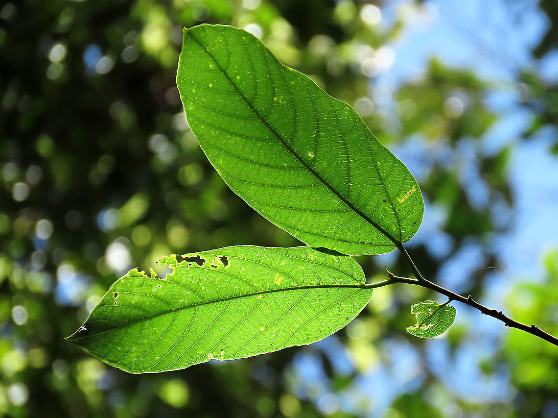 Melinocarpa Fig leaves About 7m tall fig tree fruiting with lots of small orange-colored fruits. Fruits are still young as they are not falling yet. Leaf has 4 - 10 side veins and seem firm. A widespread species in Southeast Asia but rare in Borneo. Glad to spot find this species in Borneo.<br />
<br />
Figs do not display observable flowers as the flowers uniquely grow inside the fruits and are only visible when cut open. Hence they need fig wasps to enter and pollinate the inner flowers in the fruit through the ostiole opening which looks like a little hole at the bottom of the fruit. Borneo has around 150 native fig species and I have documented one third of it with 1StopBorneo Wildlife expeditions.<br />
 Ficus melinocarpa,Geotagged,Malaysia,Spring