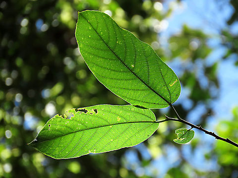 Melinocarpa Fig leaves About 7m tall fig tree fruiting with lots of small orange-colored fruits. Fruits are still young as they are not falling yet. Leaf has 4 - 10 side veins and seem firm. A widespread species in Southeast Asia but rare in Borneo. Glad to spot find this species in Borneo.

Figs do not display observable flowers as the flowers uniquely grow inside the fruits and are only visible when cut open. Hence they need fig wasps to enter and pollinate the inner flowers in the fruit through the ostiole opening which looks like a little hole at the bottom of the fruit. Borneo has around 150 native fig species and I have documented one third of it with 1StopBorneo Wildlife expeditions.
 Ficus melinocarpa,Geotagged,Malaysia,Spring