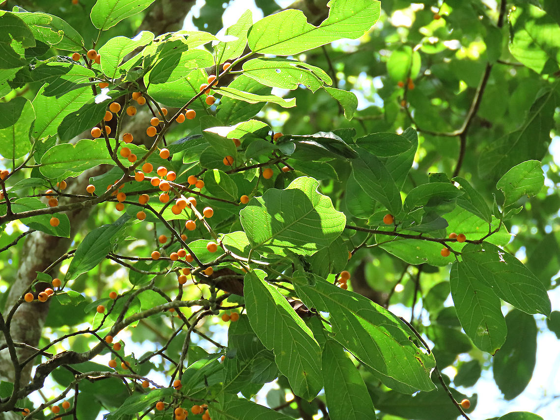 Melinocarpa Fig fruiting About 7m tall fig tree fruiting with lots of small orange-colored fruits. Fruits are still young as they are not falling yet. Leaf has 4 - 10 side veins and seem firm. A widespread species in Southeast Asia but rare in Borneo. Glad to spot find this species in Borneo.<br />
<br />
Figs do not display observable flowers as the flowers uniquely grow inside the fruits and are only visible when cut open. Hence they need fig wasps to enter and pollinate the inner flowers in the fruit through the ostiole opening which looks like a little hole at the bottom of the fruit. Borneo has around 150 native fig species and I have documented one third of it with 1StopBorneo Wildlife expeditions.<br />
 Ficus melinocarpa,Geotagged,Malaysia,Spring