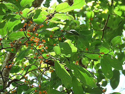 Melinocarpa Fig fruiting About 7m tall fig tree fruiting with lots of small orange-colored fruits. Fruits are still young as they are not falling yet. Leaf has 4 - 10 side veins and seem firm. A widespread species in Southeast Asia but rare in Borneo. Glad to spot find this species in Borneo.

Figs do not display observable flowers as the flowers uniquely grow inside the fruits and are only visible when cut open. Hence they need fig wasps to enter and pollinate the inner flowers in the fruit through the ostiole opening which looks like a little hole at the bottom of the fruit. Borneo has around 150 native fig species and I have documented one third of it with 1StopBorneo Wildlife expeditions.
 Ficus melinocarpa,Geotagged,Malaysia,Spring