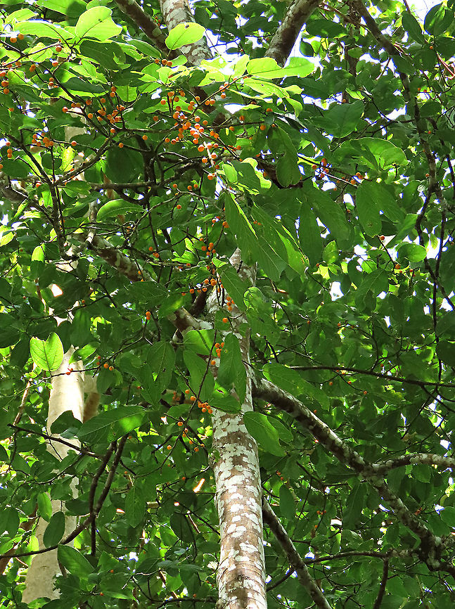 Melinocarpa Fig tree About 7m tall fig tree fruiting with lots of small orange-colored fruits. Fruits are still young as they are not falling yet. Leaf has 4 - 10 side veins and seem firm. A widespread species in Southeast Asia but rare in Borneo. Glad to spot find this species in Borneo.<br />
<br />
Figs do not display observable flowers as the flowers uniquely grow inside the fruits and are only visible when cut open. Hence they need fig wasps to enter and pollinate the inner flowers in the fruit through the ostiole opening which looks like a little hole at the bottom of the fruit. Borneo has around 150 native fig species and I have documented one third of it with 1StopBorneo Wildlife expeditions.<br />
 Ficus melinocarpa,Geotagged,Malaysia,Spring