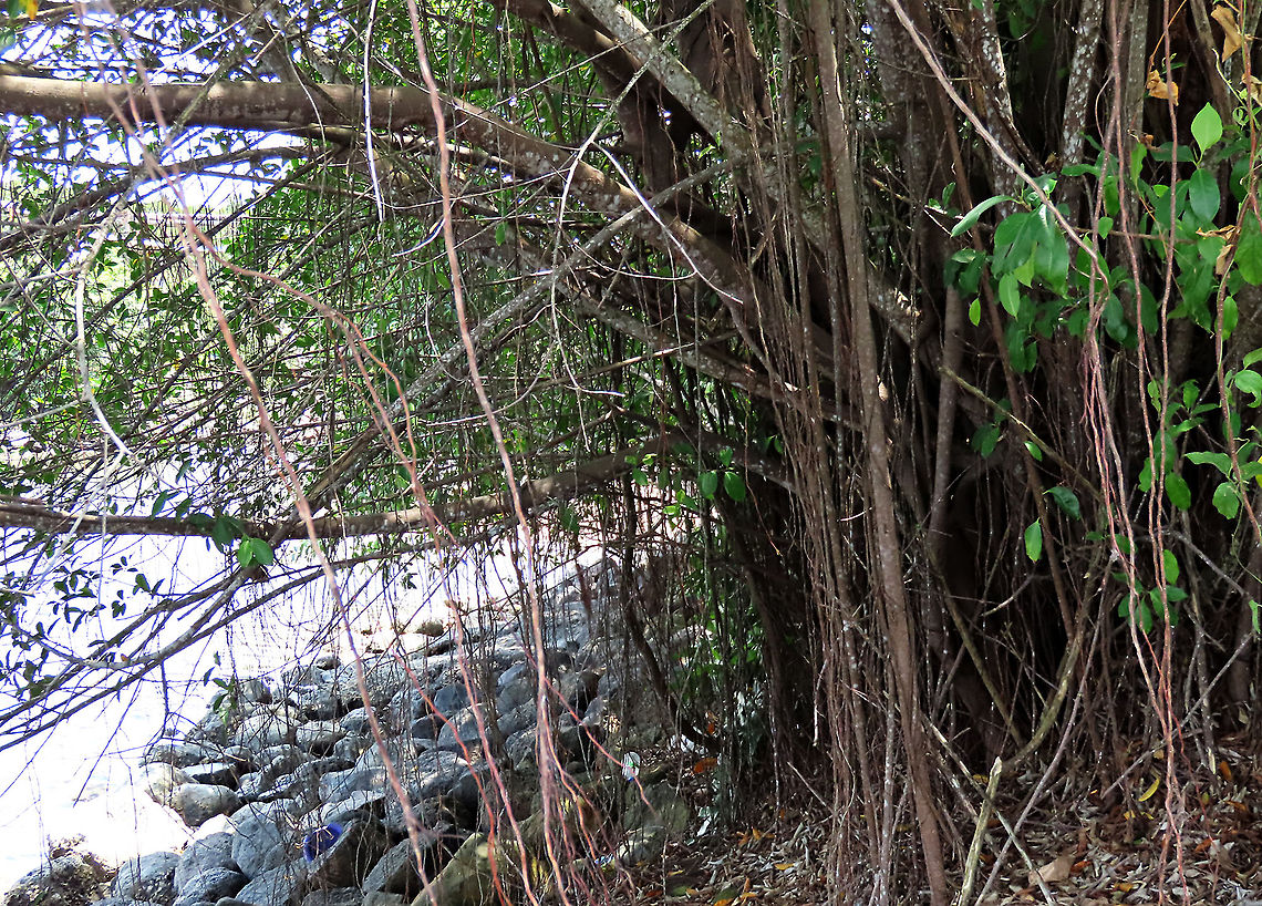 Crazy Roots of Chinese Banyan This fig tree is a huge strangler which can grow on host trees and other structures and strangle them with its bountiful roots. Roots starts as small soft aerial roots which reaches the ground and slowly strengthen into strong trunks. This is a very common species of fig which could be found everywhere especially in urban areas. It is truly amazing and a work of art that this naturally large-growing species can be cultivated into the tiny bonsai which this species is wellknown for instead. Borneo have over 150 native fig species and I have documented 1/3 of it together with 1StopBorneo Wildlife expeditions. It is amazing to document the great variety of forms figs plants can grow into.<br />
<br />
 Ficus microcarpa,Geotagged,Malaysia,Summer
