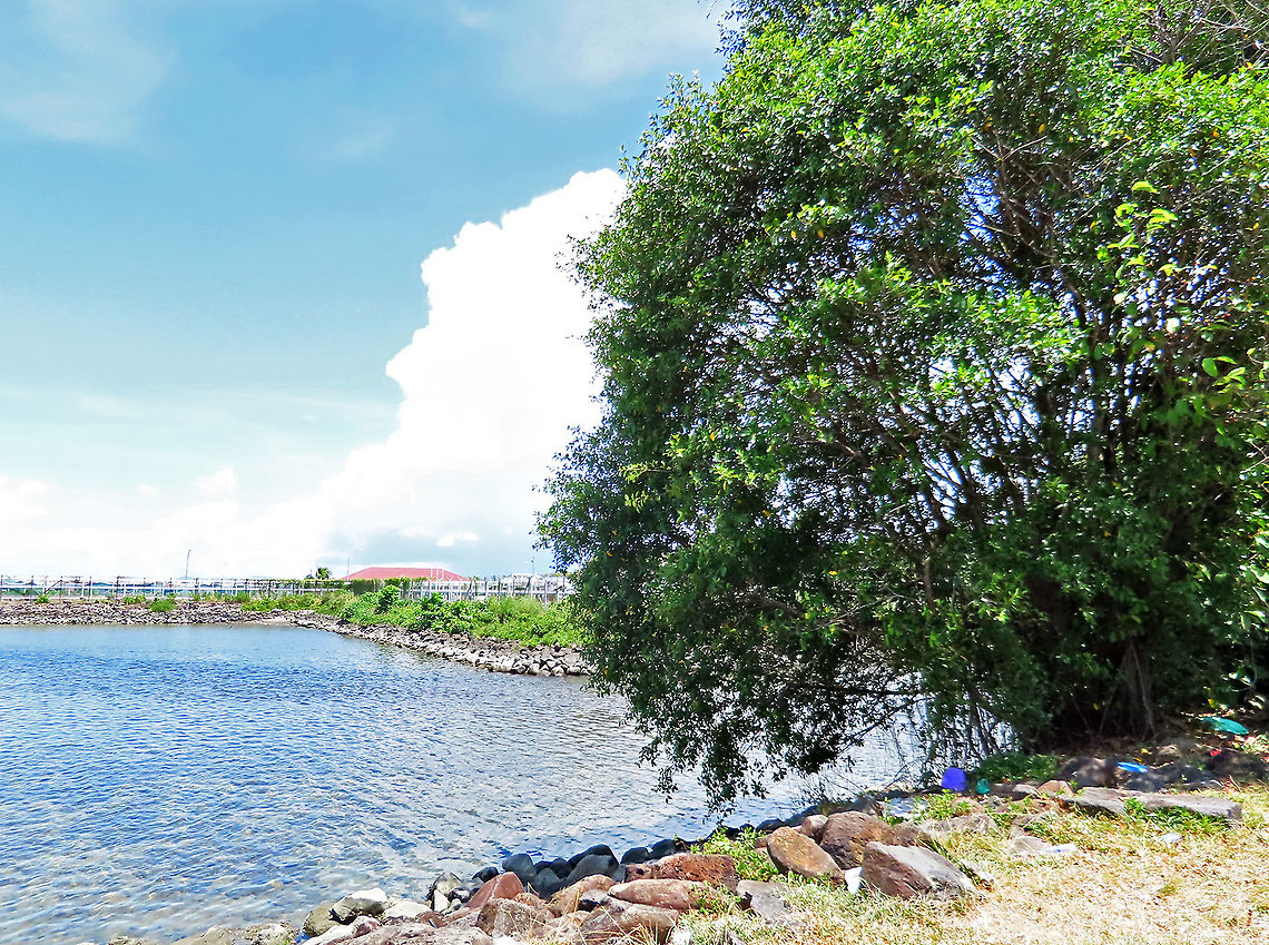 Chinese Banyan by the sea This fig tree is a huge strangler which can grow on host trees and other structures and strangle them with its bountiful roots. Roots starts as small soft aerial roots which reaches the ground and slowly strengthen into strong trunks. This is a very common species of fig which could be found everywhere especially in urban areas. It is truly amazing and a work of art that this naturally large-growing species can be cultivated into the tiny bonsai which this species is wellknown for instead. Borneo have over 150 native fig species and I have documented 1/3 of it together with 1StopBorneo Wildlife expeditions. It is amazing to document the great variety of forms figs plants can grow into.<br />
 Ficus microcarpa,Geotagged,Malaysia,Summer