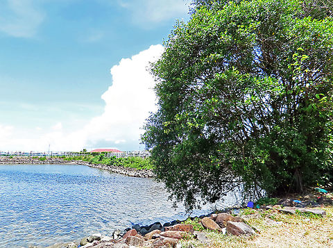 Chinese Banyan by the sea This fig tree is a huge strangler which can grow on host trees and other structures and strangle them with its bountiful roots. Roots starts as small soft aerial roots which reaches the ground and slowly strengthen into strong trunks. This is a very common species of fig which could be found everywhere especially in urban areas. It is truly amazing and a work of art that this naturally large-growing species can be cultivated into the tiny bonsai which this species is wellknown for instead. Borneo have over 150 native fig species and I have documented 1/3 of it together with 1StopBorneo Wildlife expeditions. It is amazing to document the great variety of forms figs plants can grow into.
 Ficus microcarpa,Geotagged,Malaysia,Summer