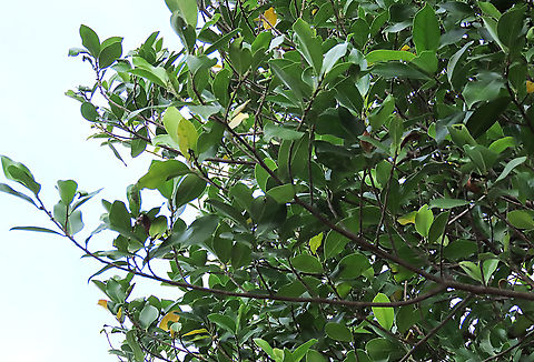 Chinese Banyan leaves This fig tree is a huge strangler which can grow on host trees and other structures and strangle them with its bountiful roots. Roots starts as small soft aerial roots which reaches the ground and slowly strengthen into strong trunks. This is a very common species of fig which could be found everywhere especially in urban areas. It is truly amazing and a work of art that this naturally large-growing species can be cultivated into the tiny bonsai which this species is wellknown for instead. Borneo have over 150 native fig species and I have documented 1/3 of it together with 1StopBorneo Wildlife expeditions. It is amazing to document the great variety of forms figs plants can grow into.
 Chinese Banyan,Ficus microcarpa,Geotagged,Malaysia,Summer