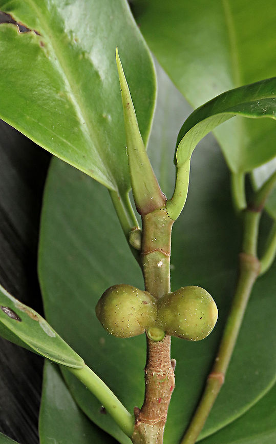 Chinese Banyan close up This fig tree is a huge strangler which can grow on host trees and other structures and strangle them with its bountiful roots. Roots starts as small soft aerial roots which reaches the ground and slowly strengthen into strong trunks. This is a very common species of fig which could be found everywhere especially in urban areas. It is truly amazing and a work of art that this naturally large-growing species can be cultivated into the tiny bonsai which this species is wellknown for instead. Borneo have over 150 native fig species and I have documented 1/3 of it together with 1StopBorneo Wildlife expeditions. It is amazing to document the great variety of forms figs plants can grow into.<br />
 Chinese Banyan,Ficus microcarpa,Geotagged,Malaysia,Summer