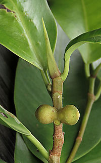 Chinese Banyan close up This fig tree is a huge strangler which can grow on host trees and other structures and strangle them with its bountiful roots. Roots starts as small soft aerial roots which reaches the ground and slowly strengthen into strong trunks. This is a very common species of fig which could be found everywhere especially in urban areas. It is truly amazing and a work of art that this naturally large-growing species can be cultivated into the tiny bonsai which this species is wellknown for instead. Borneo have over 150 native fig species and I have documented 1/3 of it together with 1StopBorneo Wildlife expeditions. It is amazing to document the great variety of forms figs plants can grow into.
 Chinese Banyan,Ficus microcarpa,Geotagged,Malaysia,Summer