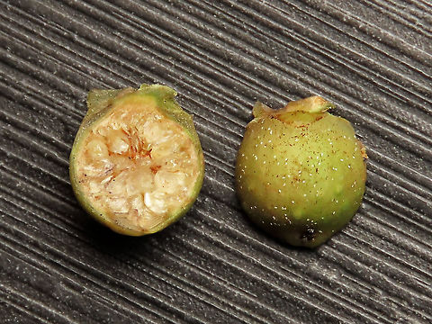 Chinese Banyan young fruit This fig tree is a huge strangler which can grow on host trees and other structures and strangle them with its bountiful roots. Roots starts as small soft aerial roots which reaches the ground and slowly strengthen into strong trunks. This is a very common species of fig which could be found everywhere especially in urban areas. It is truly amazing and a work of art that this naturally large-growing species can be cultivated into the tiny bonsai which this species is wellknown for instead. Borneo have over 150 native fig species and I have documented 1/3 of it together with 1StopBorneo Wildlife expeditions. It is amazing to document the great variety of forms figs plants can grow into.
 Chinese Banyan,Ficus microcarpa,Geotagged,Malaysia,Summer
