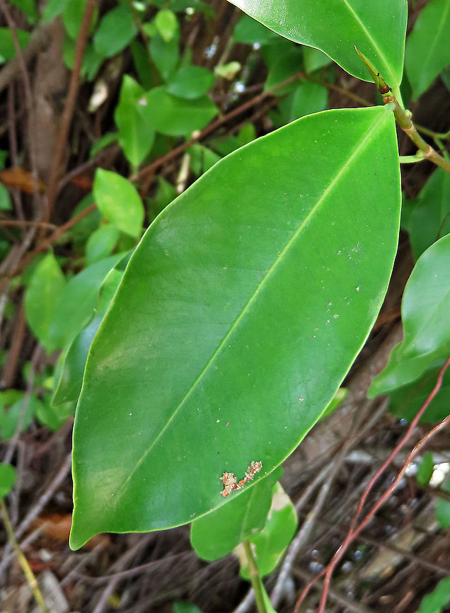 Chinese Banyan leaf front This fig tree is a huge strangler which can grow on host trees and other structures and strangle them with its bountiful roots. Roots starts as small soft aerial roots which reaches the ground and slowly strengthen into strong trunks. This is a very common species of fig which could be found everywhere especially in urban areas. It is truly amazing and a work of art that this naturally large-growing species can be cultivated into the tiny bonsai which this species is wellknown for instead. Borneo have over 150 native fig species and I have documented 1/3 of it together with 1StopBorneo Wildlife expeditions. It is amazing to document the great variety of forms figs plants can grow into.<br />
 Chinese Banyan,Ficus microcarpa,Geotagged,Malaysia,Summer