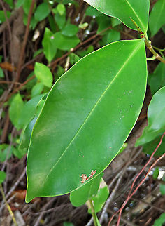 Chinese Banyan leaf front This fig tree is a huge strangler which can grow on host trees and other structures and strangle them with its bountiful roots. Roots starts as small soft aerial roots which reaches the ground and slowly strengthen into strong trunks. This is a very common species of fig which could be found everywhere especially in urban areas. It is truly amazing and a work of art that this naturally large-growing species can be cultivated into the tiny bonsai which this species is wellknown for instead. Borneo have over 150 native fig species and I have documented 1/3 of it together with 1StopBorneo Wildlife expeditions. It is amazing to document the great variety of forms figs plants can grow into.
 Chinese Banyan,Ficus microcarpa,Geotagged,Malaysia,Summer