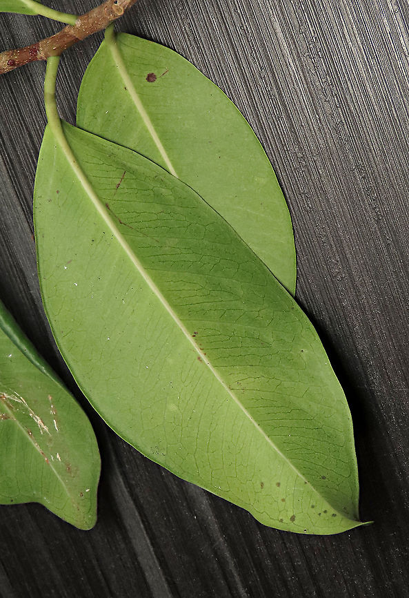 Chinese Banyan leaf back This fig tree is a huge strangler which can grow on host trees and other structures and strangle them with its bountiful roots. Roots starts as small soft aerial roots which reaches the ground and slowly strengthen into strong trunks. This is a very common species of fig which could be found everywhere especially in urban areas. It is truly amazing and a work of art that this naturally large-growing species can be cultivated into the tiny bonsai which this species is wellknown for instead. Borneo have over 150 native fig species and I have documented 1/3 of it together with 1StopBorneo Wildlife expeditions. It is amazing to document the great variety of forms figs plants can grow into.<br />
 Chinese Banyan,Ficus microcarpa,Geotagged,Malaysia,Summer