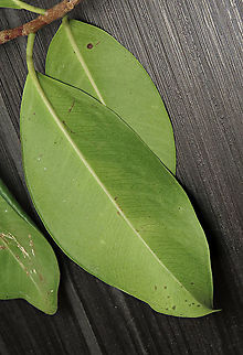 Chinese Banyan leaf back This fig tree is a huge strangler which can grow on host trees and other structures and strangle them with its bountiful roots. Roots starts as small soft aerial roots which reaches the ground and slowly strengthen into strong trunks. This is a very common species of fig which could be found everywhere especially in urban areas. It is truly amazing and a work of art that this naturally large-growing species can be cultivated into the tiny bonsai which this species is wellknown for instead. Borneo have over 150 native fig species and I have documented 1/3 of it together with 1StopBorneo Wildlife expeditions. It is amazing to document the great variety of forms figs plants can grow into.
 Chinese Banyan,Ficus microcarpa,Geotagged,Malaysia,Summer