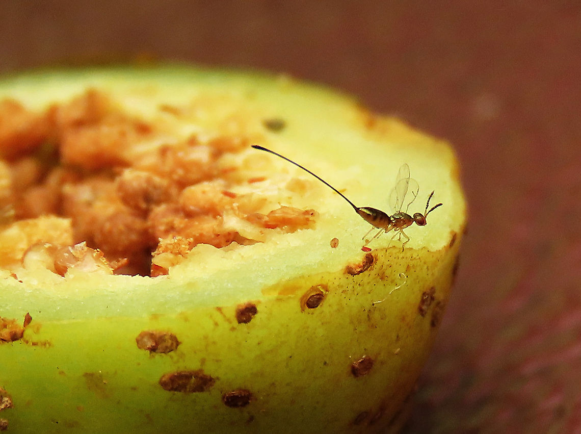 Parasitoid Fig Wasp on a fruit Found newly hatched inside the Septic Fig (Ficus septica) that I opened. A very tiny, 4mm wasp with more than half of its body its ovipositor which is used to drill the eggs into the fig fruit from the surface. This is not the beneficial pollinating fig wasp as it does not enter fig fruits to pollinate the flowers. A Pteromalidae species, a parasitoid which lay eggs on other fig wasp inside the fruit. Fig pollination is very complex as it needs tiny fig wasps to pollinate it but there also many fig wasps that do not pollinate and are parasites instead. Geotagged,Malaysia,Summer