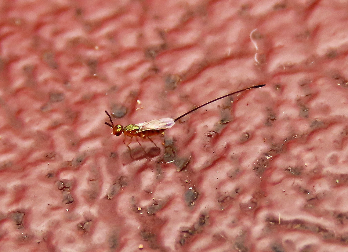 Parasitoid Fig Wasp Found newly hatched inside the Septic Fig (Ficus septica) that I opened. A very tiny, 4mm wasp with more than half of its body its ovipositor which is used to drill the eggs into the fig fruit from the surface. This is not the beneficial pollinating fig wasp as it does not enter fig fruits to pollinate the flowers. A Pteromalidae species, a parasitoid which lay eggs on other fig wasp inside the fruit. Fig pollination is very complex as it needs tiny fig wasps to pollinate it but there also many fig wasps that do not pollinate and are parasites instead. Geotagged,Malaysia,Summer