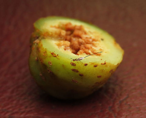 Septic Fig Parasitoid Fig Wasp Found newly hatched inside the Septic Fig (Ficus septica) that I opened. A very tiny, 4mm wasp with more than half of its body its ovipositor which is used to drill the eggs into the fig fruit from the surface. This is not the beneficial pollinating fig wasp as it does not enter fig fruits to pollinate the flowers. A Pteromalidae species, a parasitoid which lay eggs on other fig wasp inside the fruit. Fig pollination is very complex as it needs tiny fig wasps to pollinate it but there also many fig wasps that do not pollinate and are parasites instead. Geotagged,Malaysia,Summer
