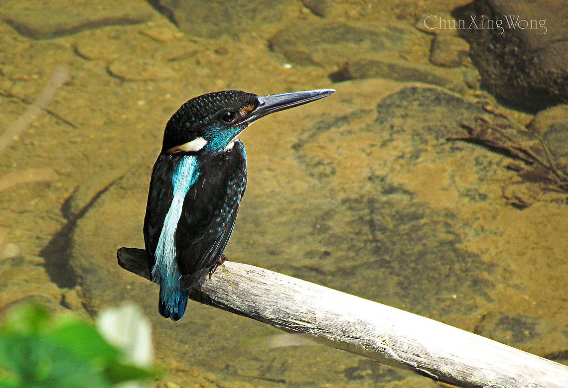 Malayan Blue-banded Kingfisher A shy kingfisher species which prefers hunting in forest clearwater streams. There are about 11 species of kingfishers found in Borneo and each of them are distributed in different habitats and have different diet to prevent competition. Alcedo euryzona,Blue-banded kingfisher,Fall,Geotagged,Malaysia